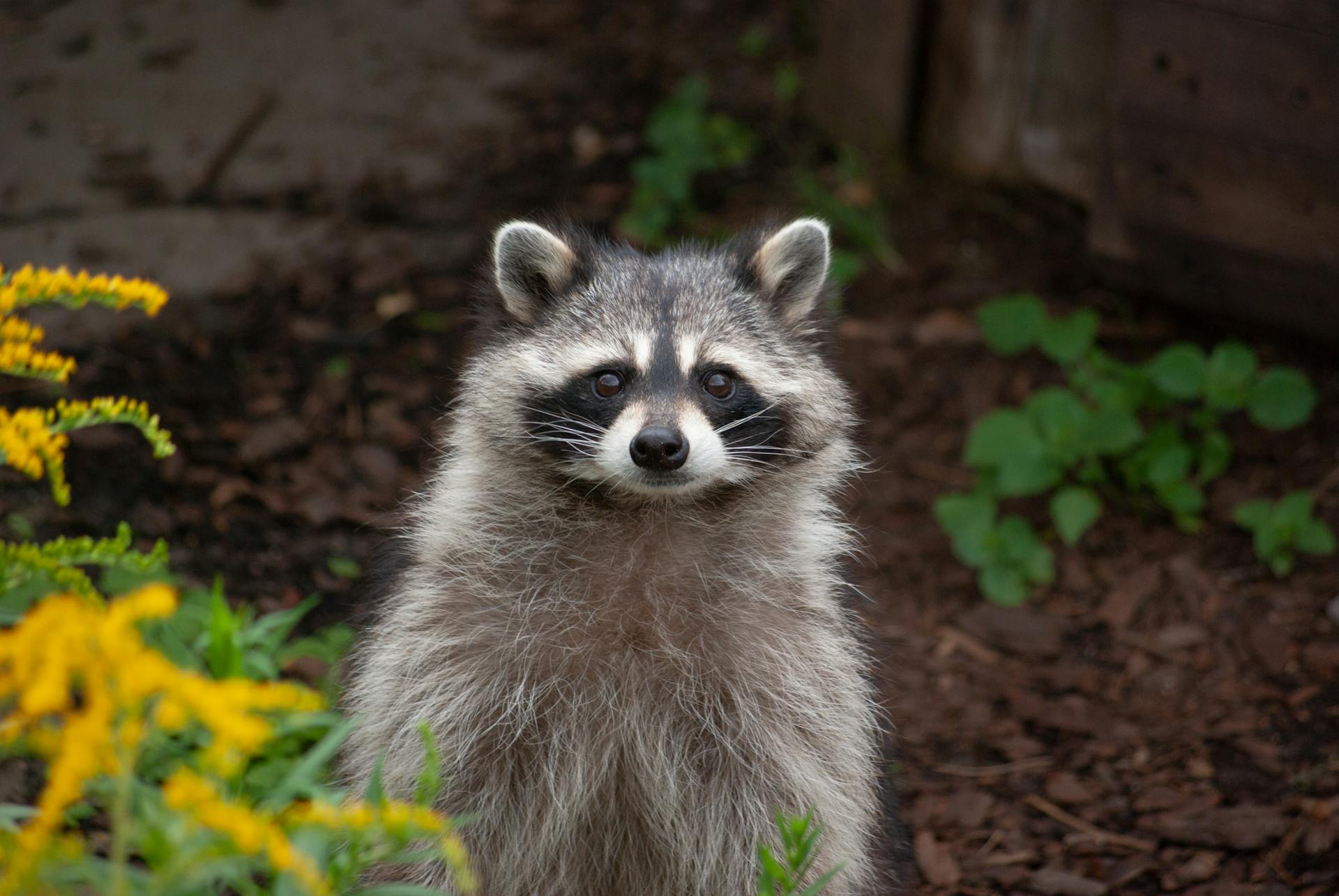 Un mapache | Fuente: Pexels