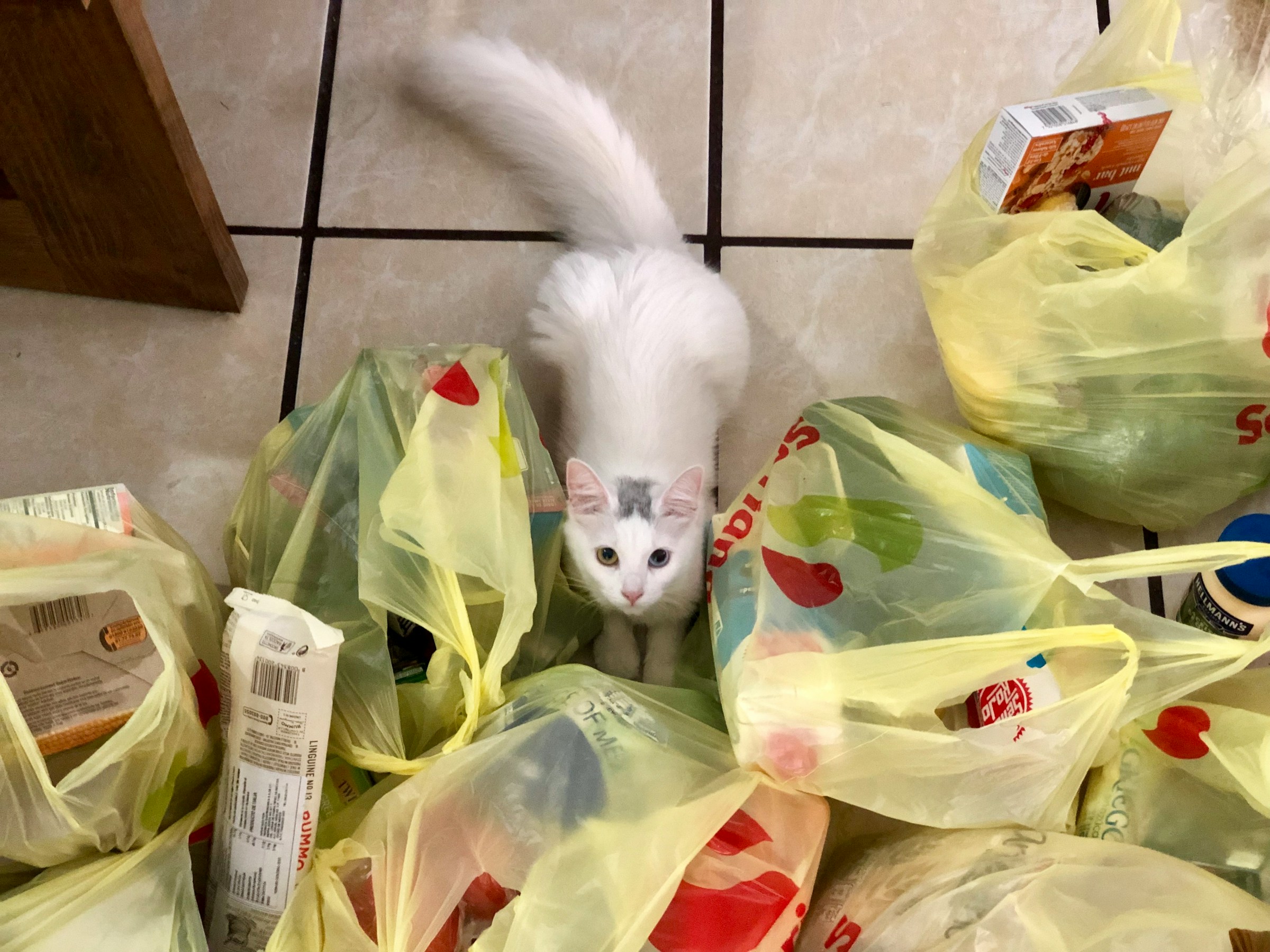 Un gato entre bolsas de la compra | Foto: Unsplash