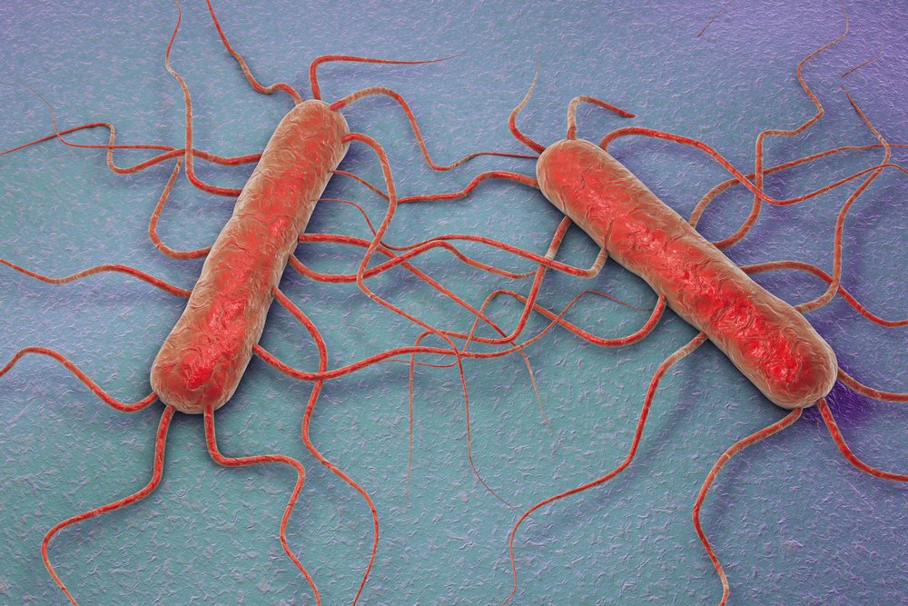 Modelos 3D de bacterias de Listeria. || Fuente: Shutterstock