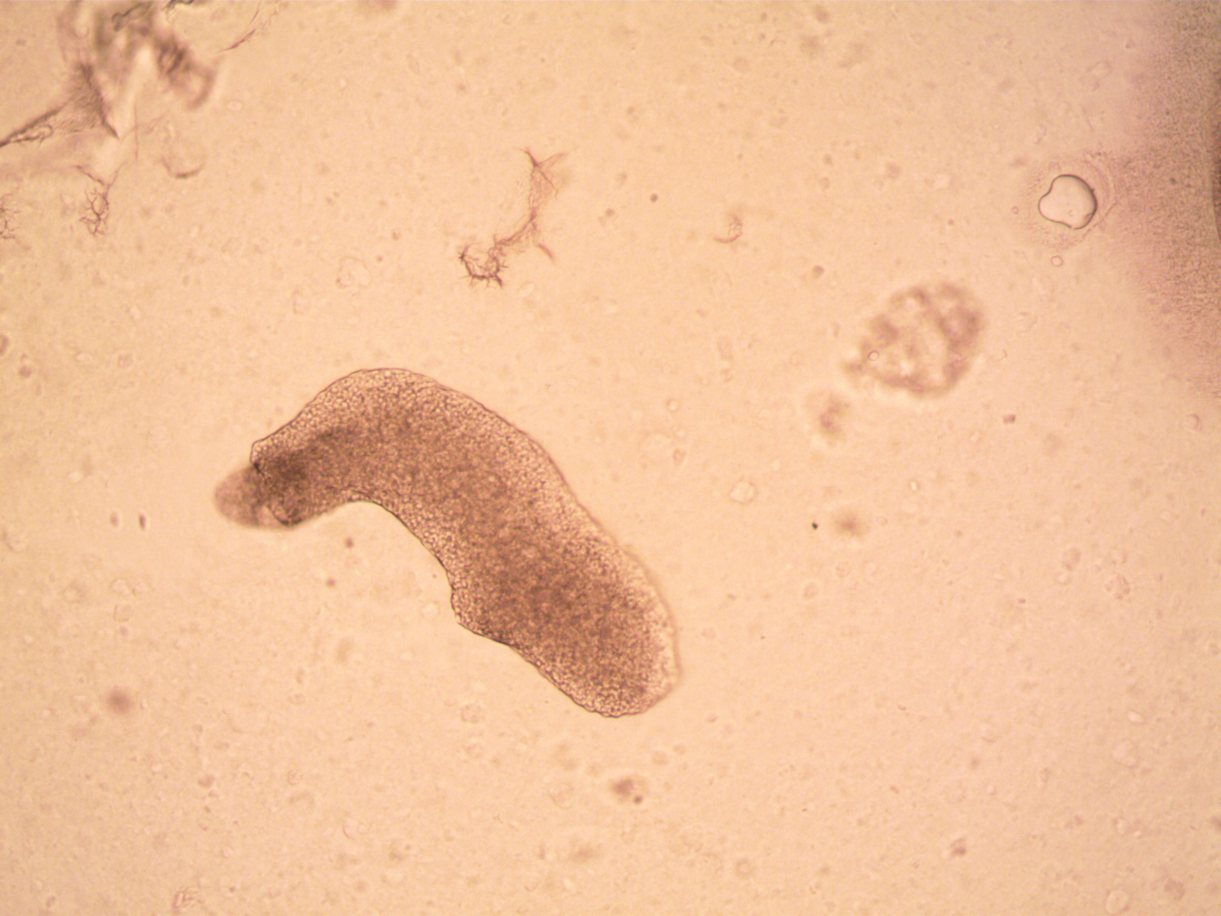 Actividad microbiana en un microscopio. | Foto: Pexels