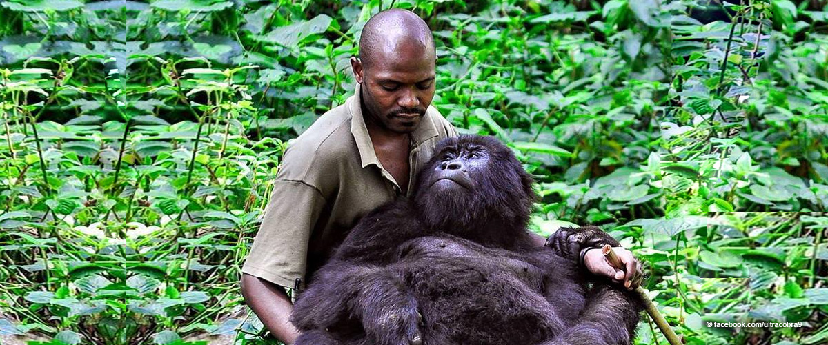 Las selfies de un guardabosques con gorilas en peligro de extinción que se hicieron virales