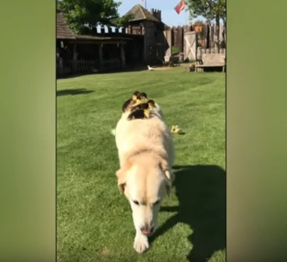 Patitos se acurrucan sobre perro labrador en Inglaterra. | Foto: YouTube/ODN