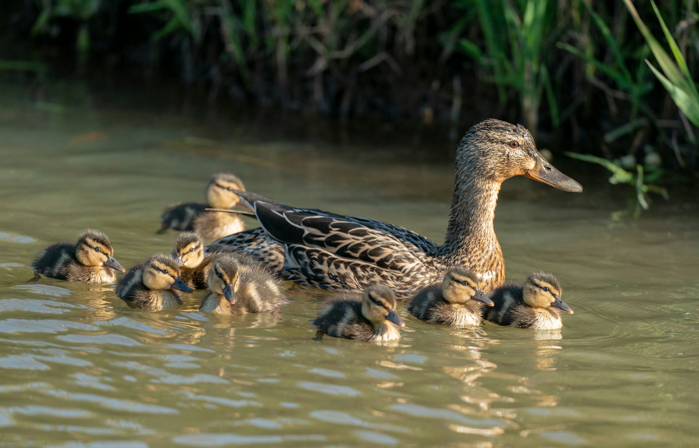 Una madre pato con sus patitos | Fuente: Unsplash