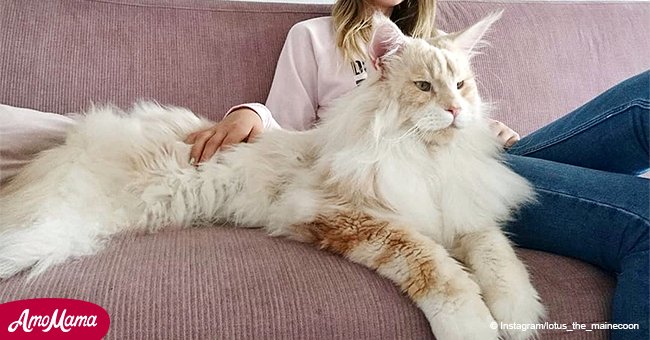 Orgulloso dueño comparte fotos de su hermoso gato Maine Coon, uno de los más grandes del mundo