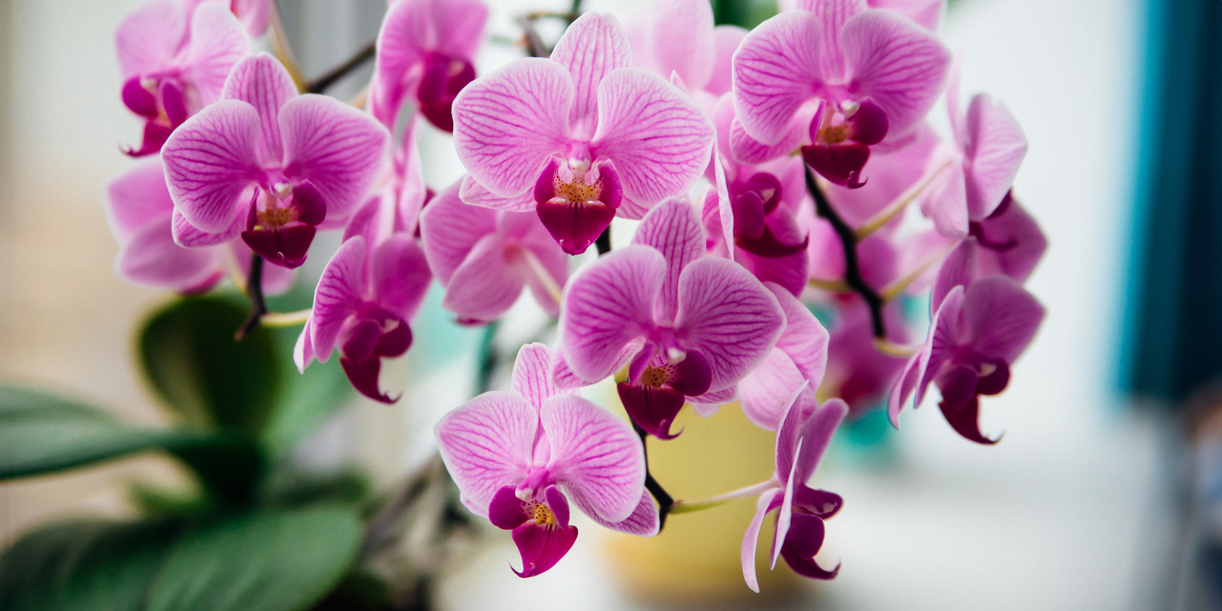 Orquídea rosa | Fuente: Shutterstock