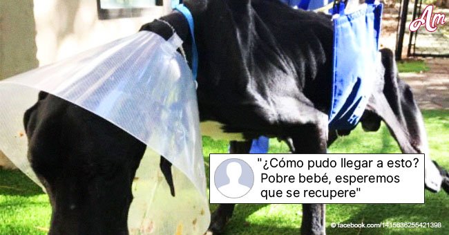 Pareja es arrestada tras dejar a su perro tan hambriento que comenzó a comer su propia pata