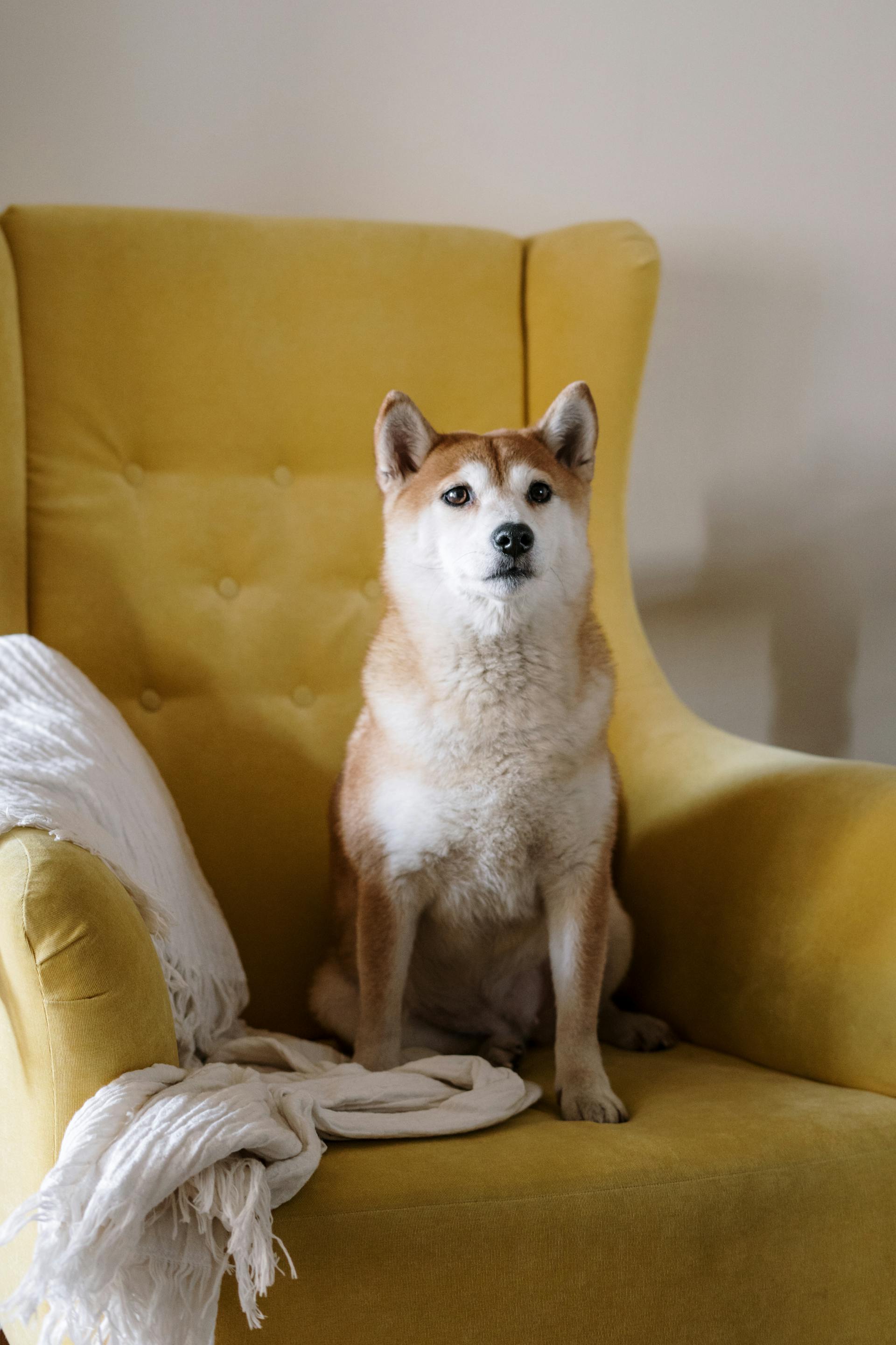 Perro sentado en un sillón | Fuente: Pexels