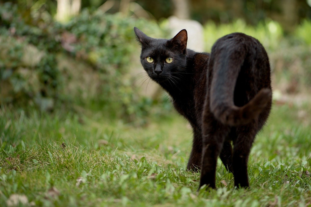 Gato negro de espaldas. | Foto: Pixabay
