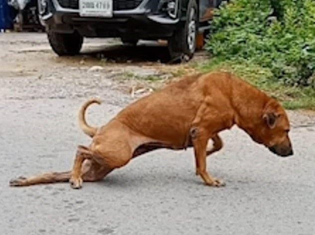El perro Gaeby finge estar herido para recibir comida en Tailandia. | Foto: Facebook/Daily Mail