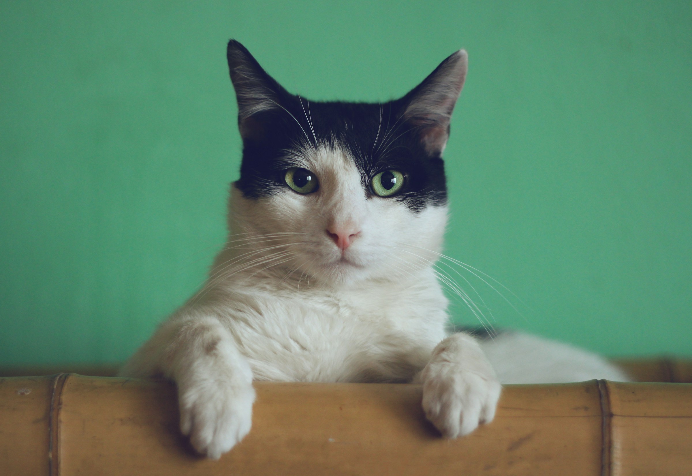 Gato blanco y negro | Foto: Unsplash