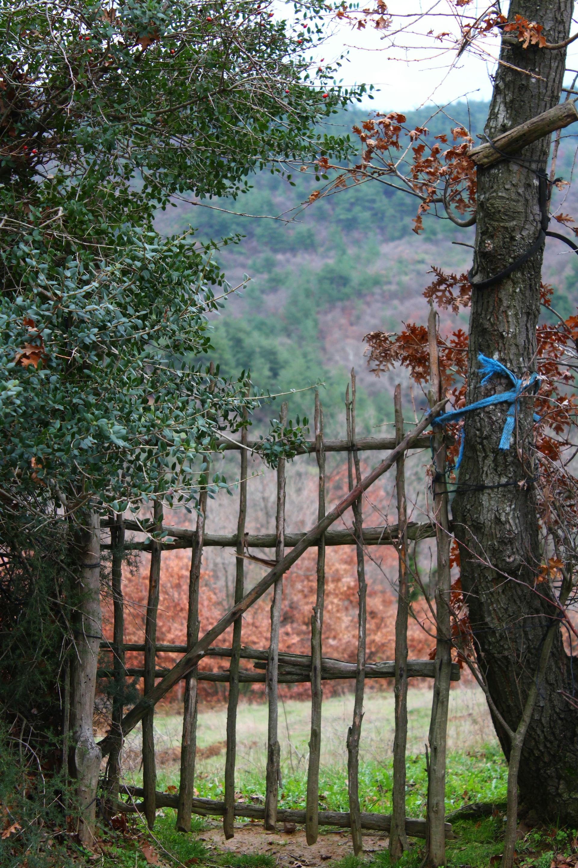Una puerta antigua | Fuente: Pexels