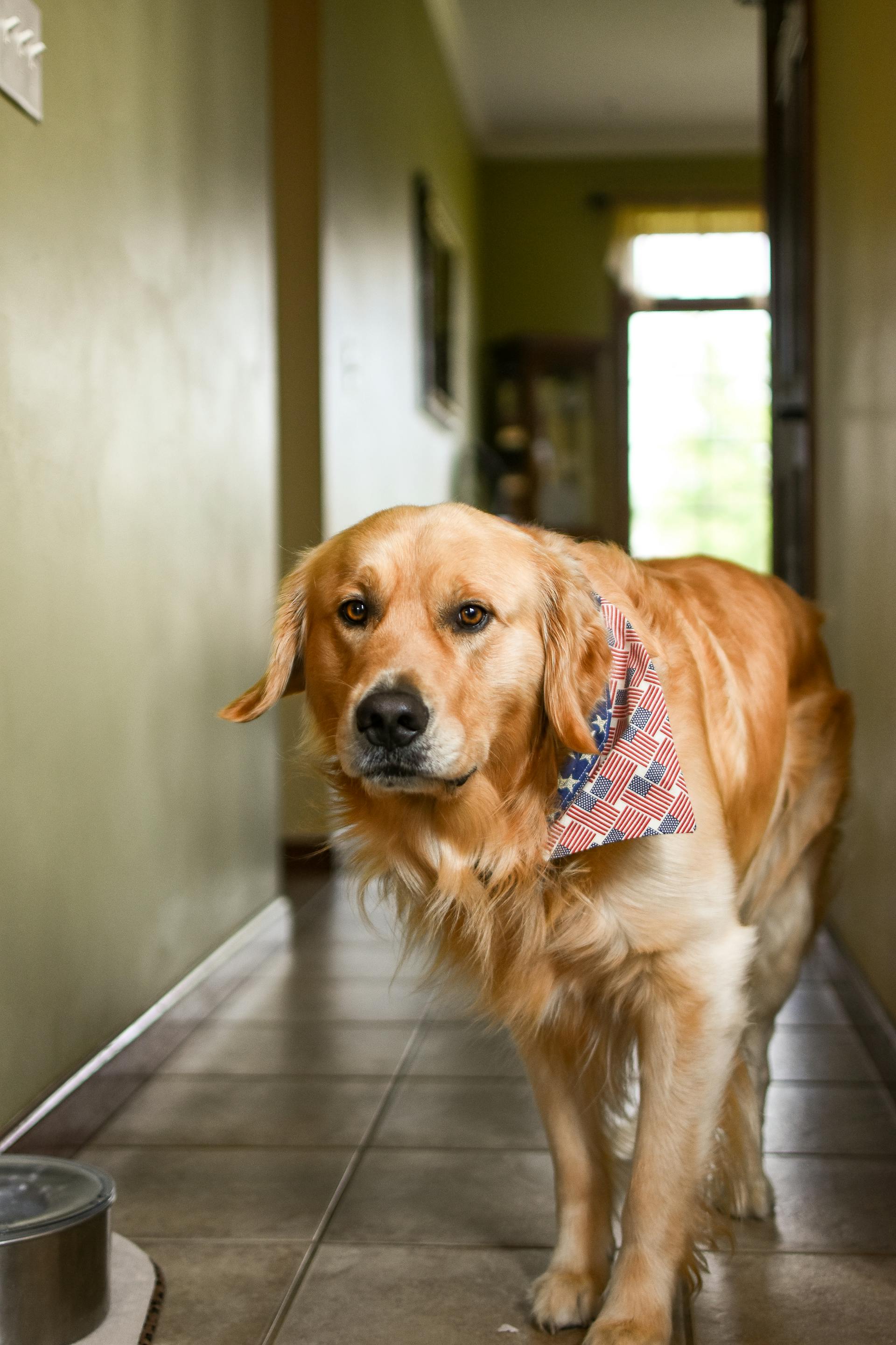 Un Golden Retriever de pie en el pasillo | Fuente: Pexels