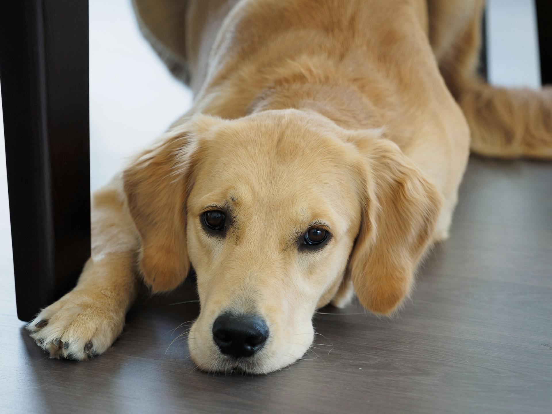 Un golden retriever en una casa | Fuente: Pexels