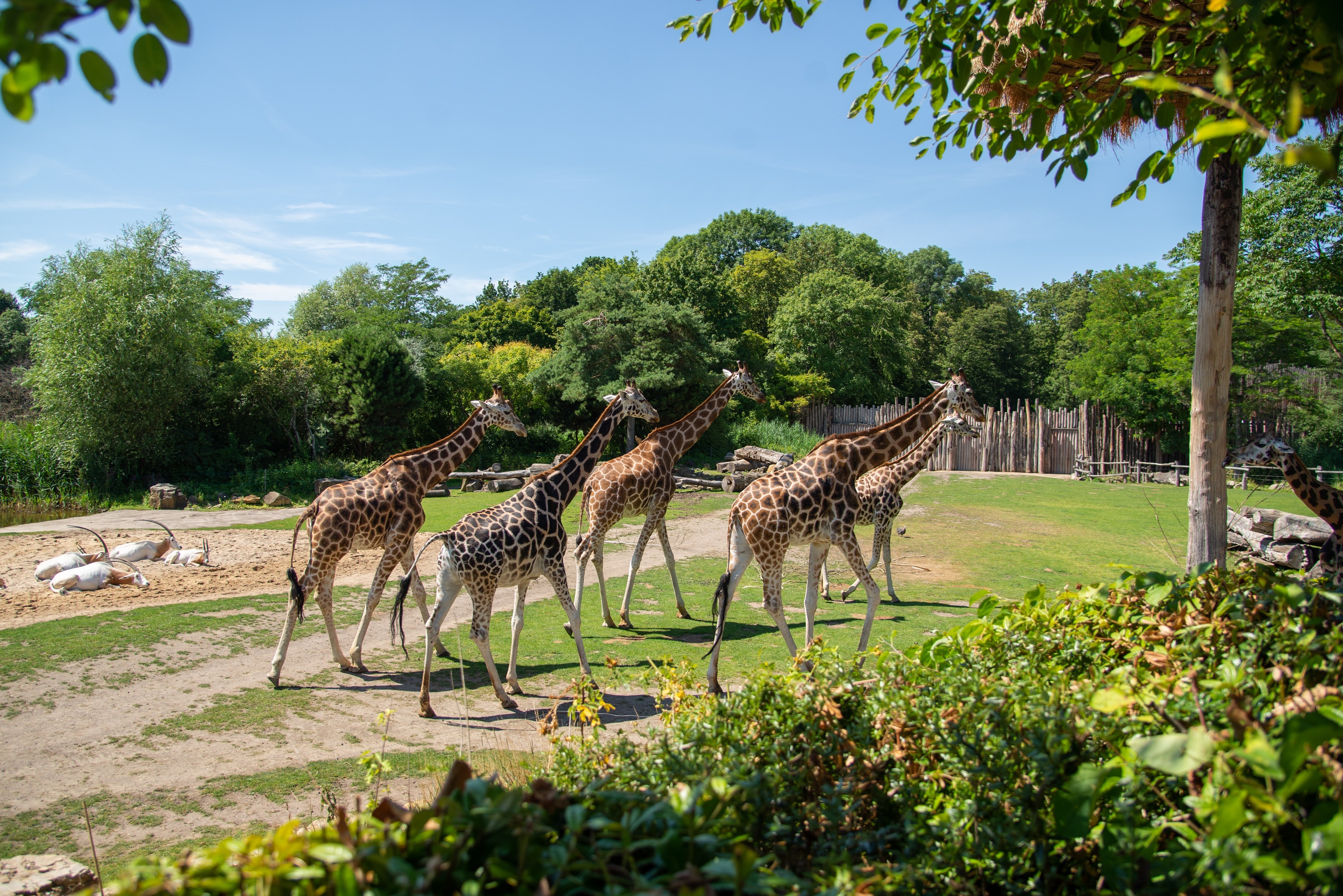 Jirafas en el zoo | Fuente: Shutterstock