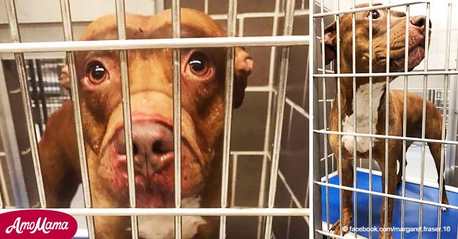 Perro matoneado condenado a morir en refugio de animales recibe segunda oportunidad de vivir