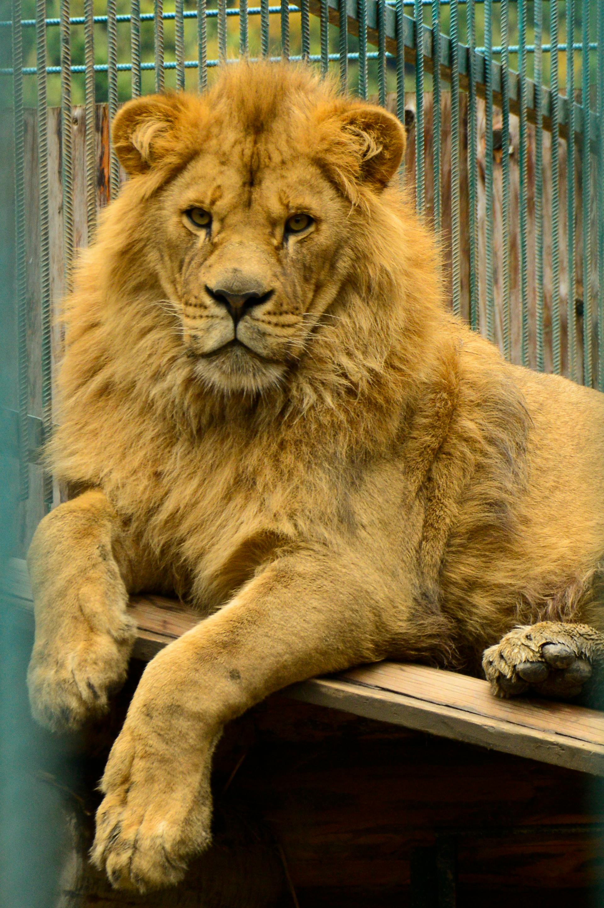 Primer plano de un león en un zoo | Fuente: Pexels