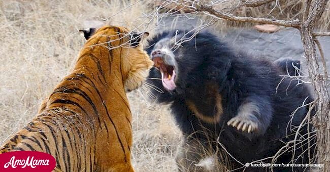Momento intenso en que madre oso protegió a sus dos cachorros de cruel ataque de un tigre