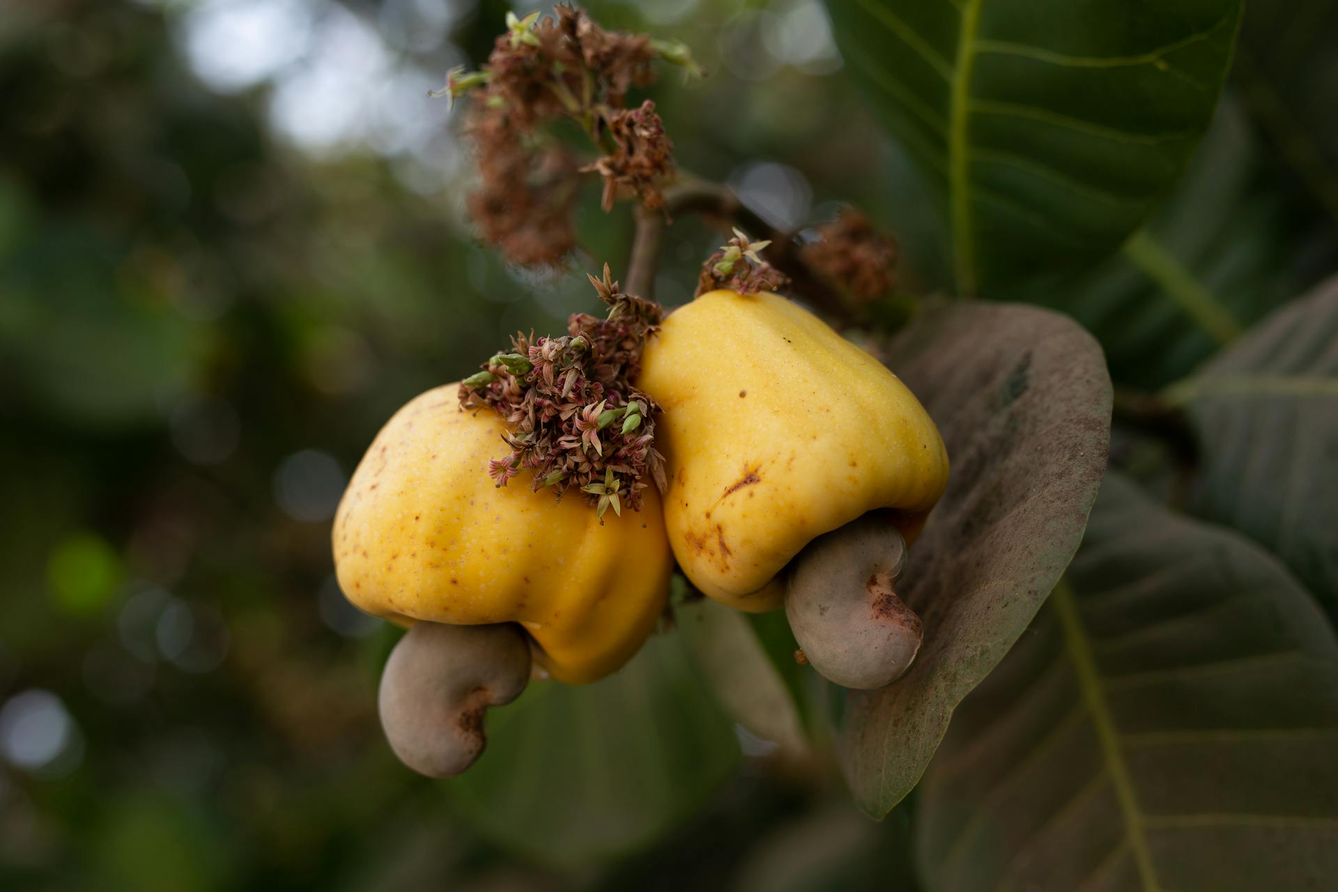 Primer plano de anacardos creciendo en un árbol | Fuente: Pexels