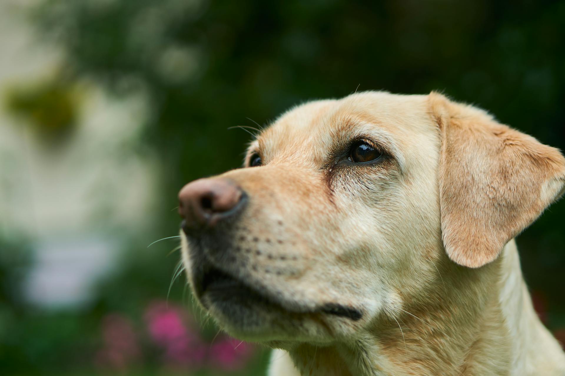 Primer plano de un perro | Fuente: Pexels