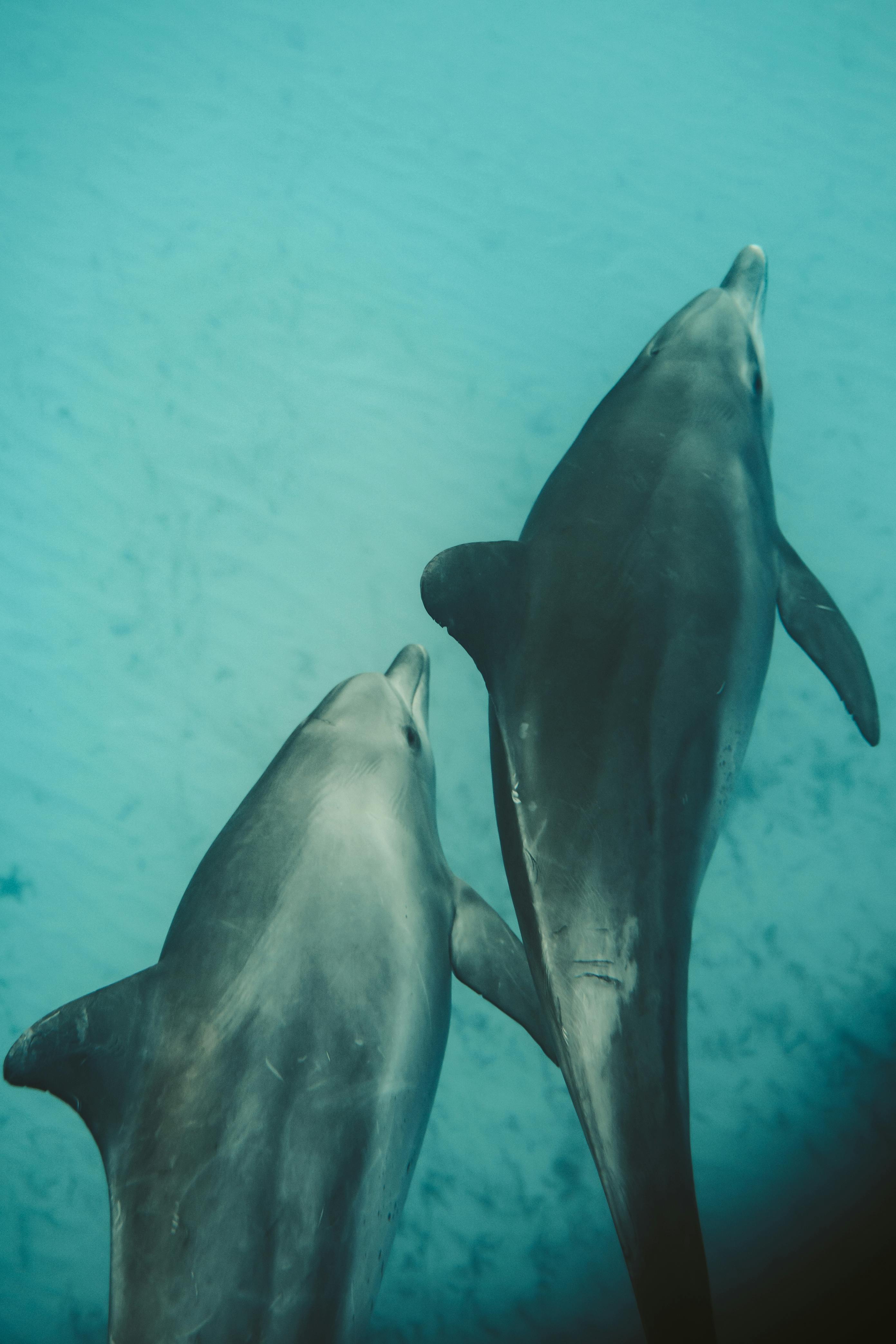 Delfines | Fuente: Pexels