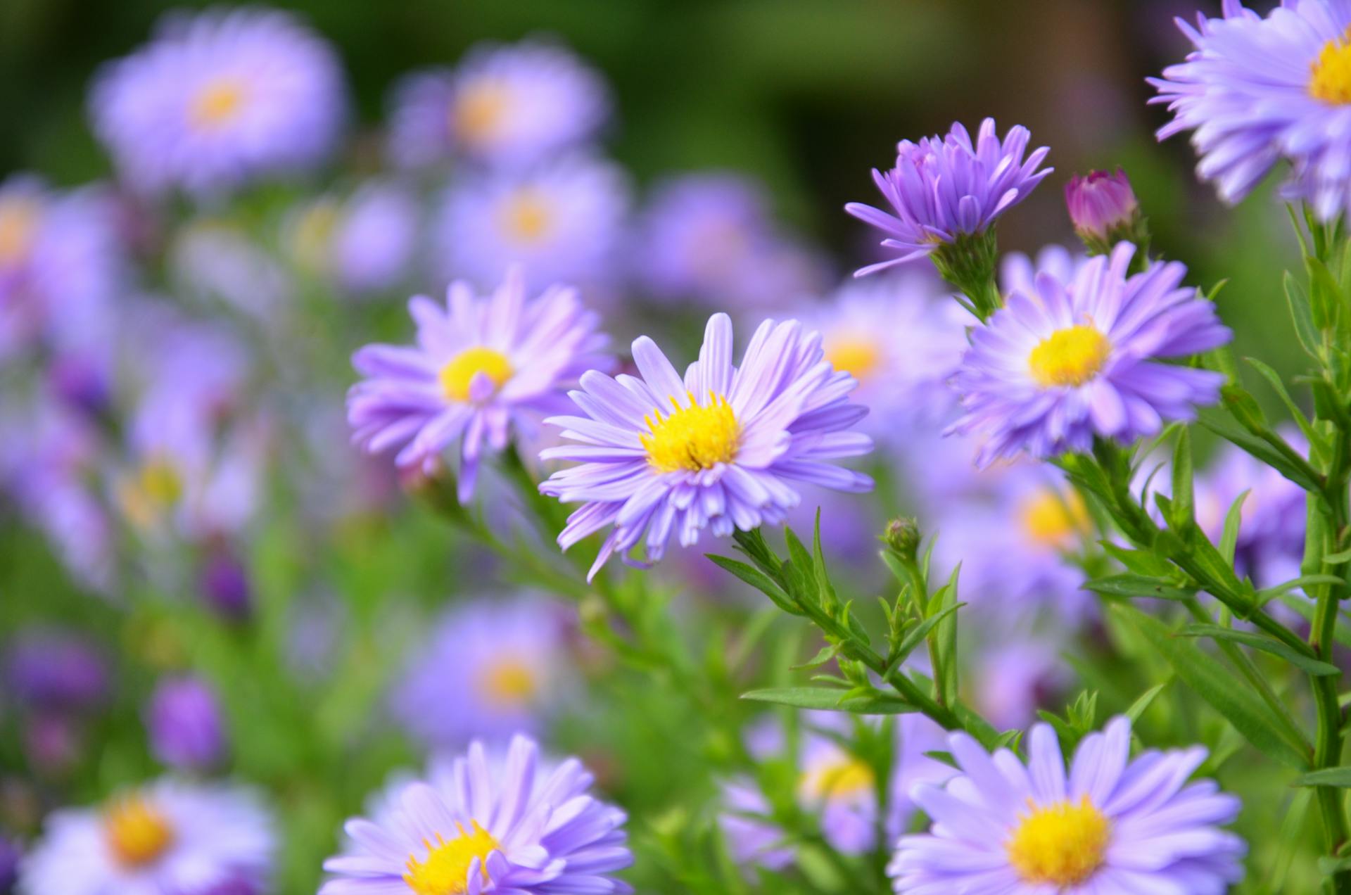 Margaritas creciendo en un jardín | Fuente: Pexels