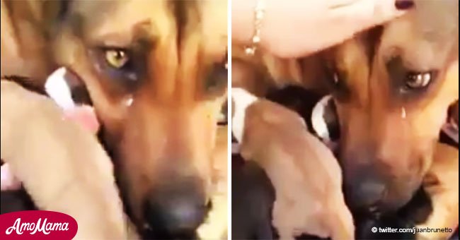 Increíble reacción de mamá perruna ante el rescate de sus cachorros