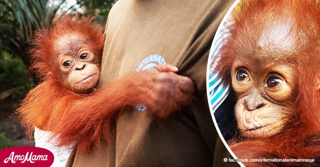 Desgarrador rescate de adorable bebé orangután que fue hallado llorando solo en la jungla