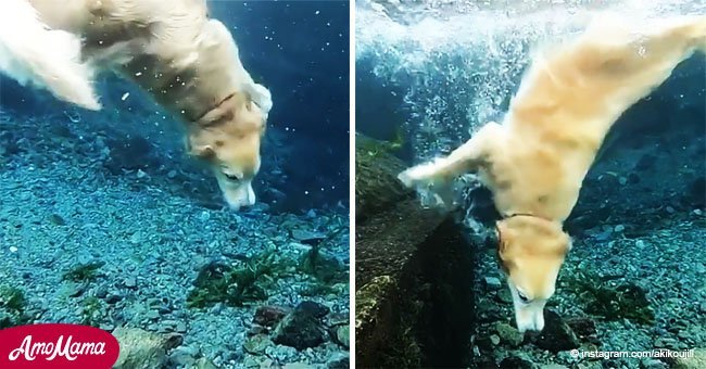 Talentoso perro saltó al agua e impactó en las redes con su desempeño subacuático