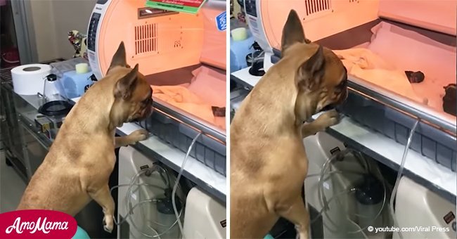Video conmovedor muestra a perra ansiosa cuidando de sus cachorros prematuros