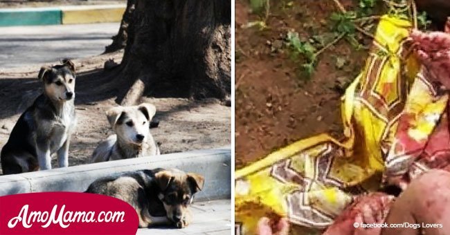 Hombre escucha llanto de un bebé en el bosque. Se acerca más y lo ve en el suelo rodeado de perros