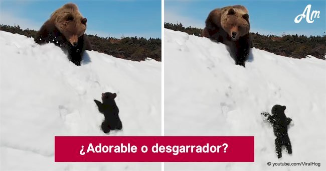 'Adorable' video de osito bebé cayéndose en la nieve es más preocupante de lo que muchos creen