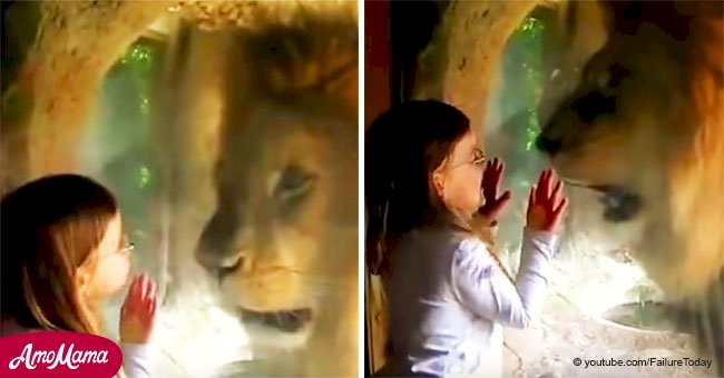 Video muestra a niña besando vidrio de la jaula de un león y su reacción impetuosa se hizo viral