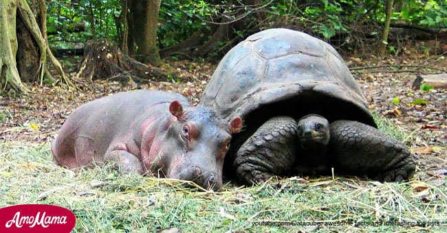 Así fue como la tortuga de 130 años salvó la vida de un hipopótamo recién nacido en un tsunami