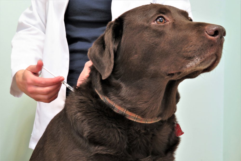 Veterinario vacunando un perro. | Foto: Shutterstock