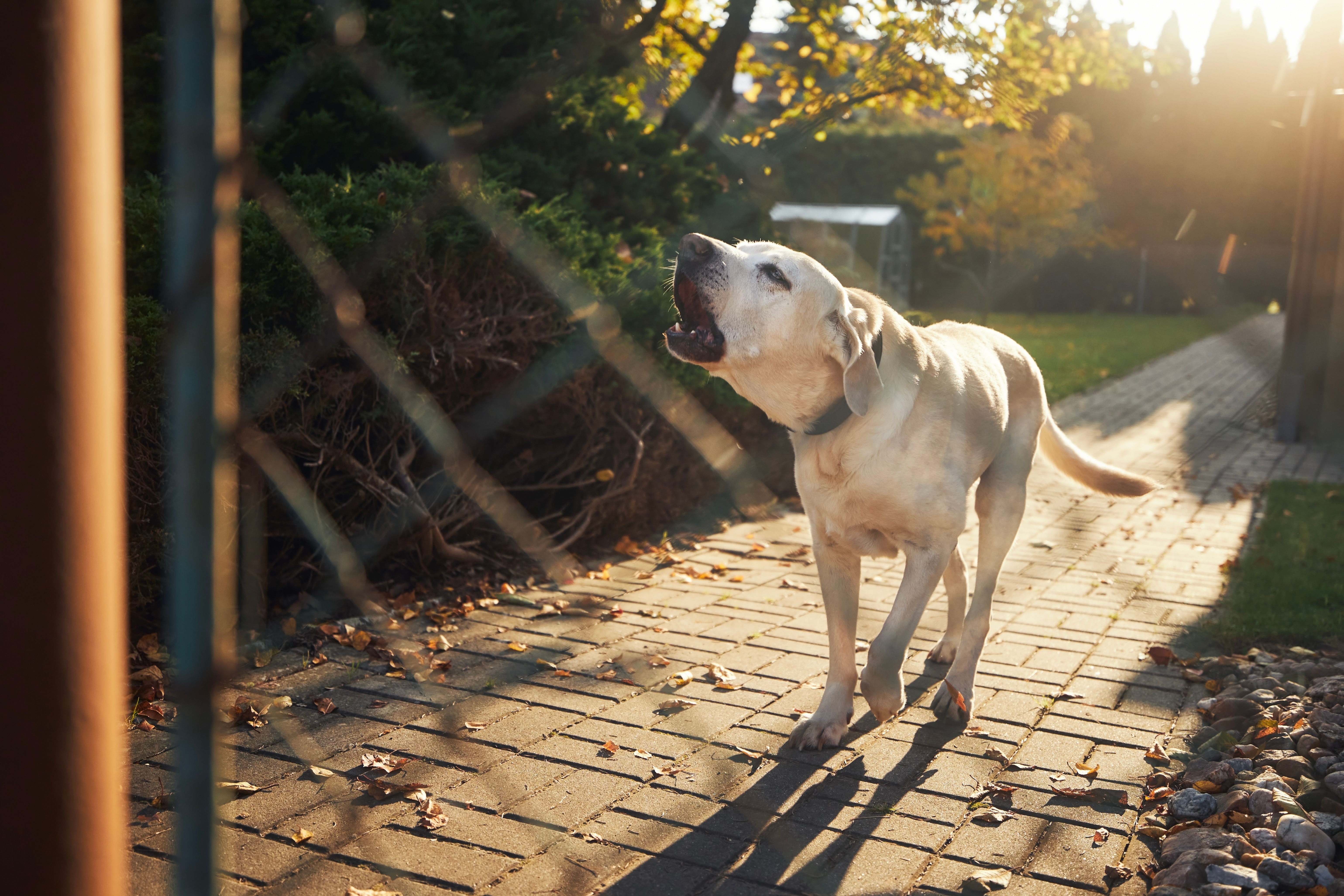 Perro ladrador detrás de una valla. Labrador retriever ruidoso vigilando la casa. | Fuente: Shutterstock