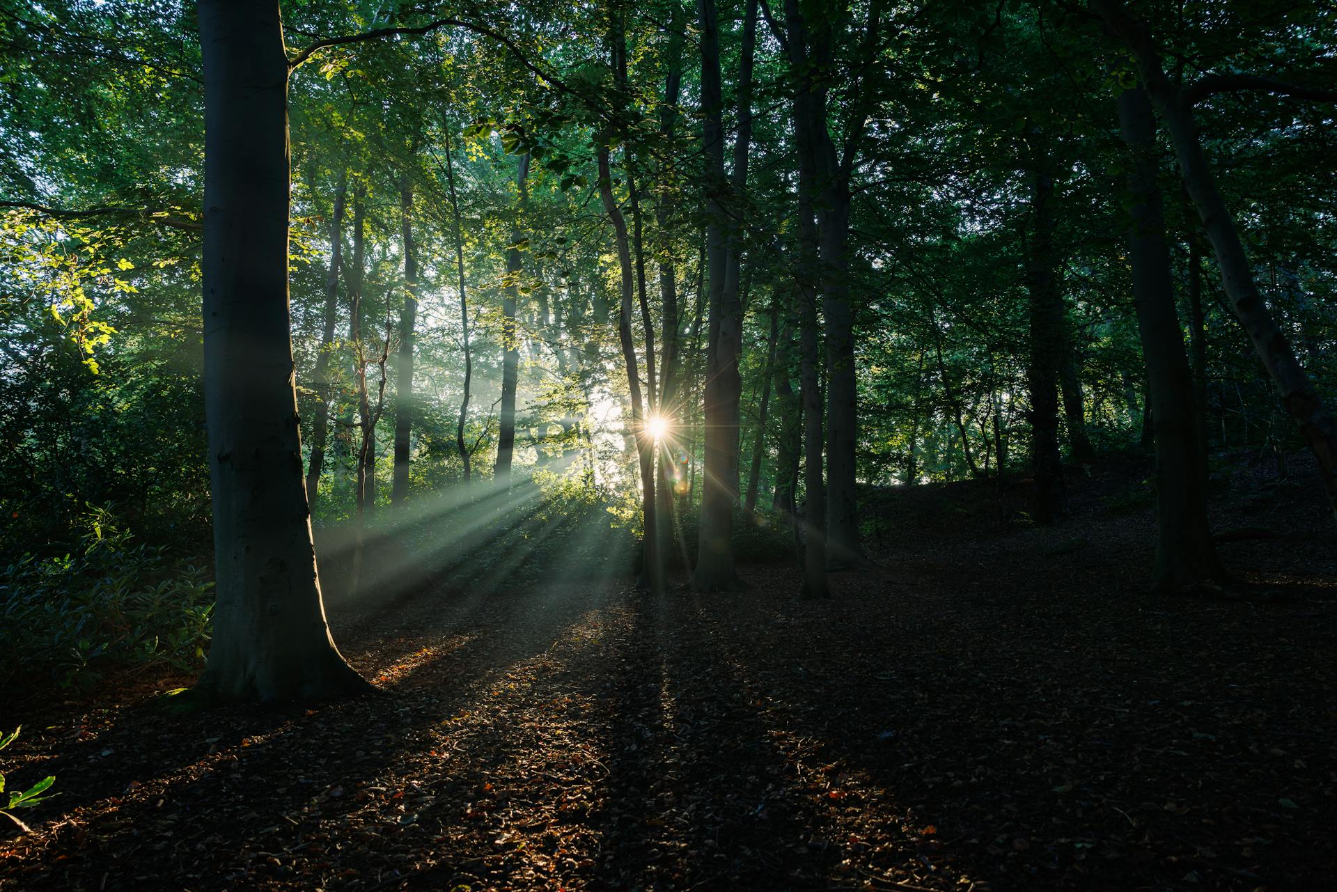 Un camino entre los árboles | Fuente: Pexels