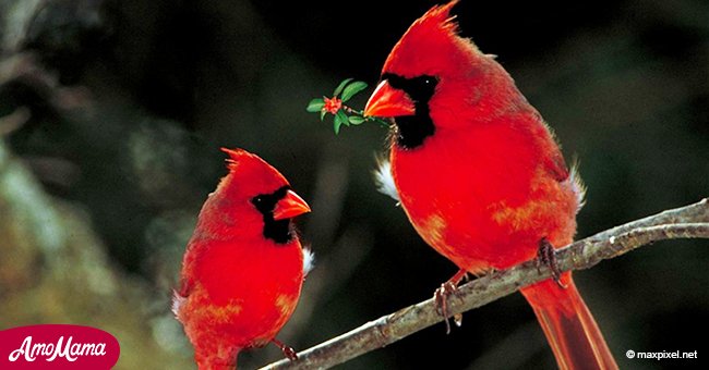 Señales espirituales a las que debes prestar atención la próxima vez que veas a un cardenal rojo