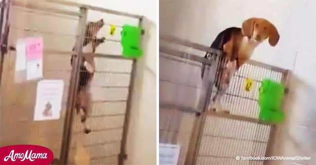 Perro inteligente atrapado en video tratando de salir de la 'prisión'