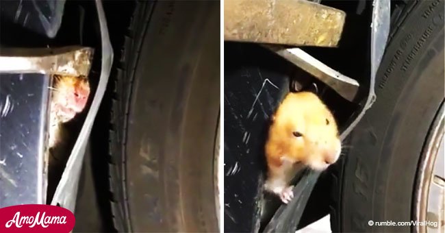 Hámster escapado es hallado de sorpresa en el interior de la rueda del auto de su dueña