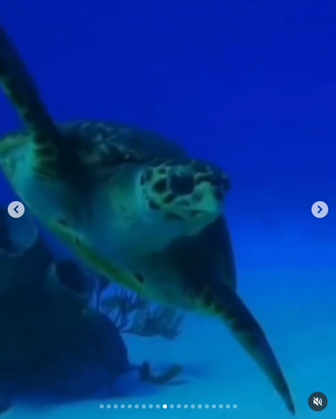 Diego Torres y su novia Martina Díaz Radonic hicieron tomas de la fauna marina durante su excursión de snorkel | Fuente: Instagram/diegotorresmusica
