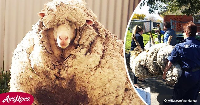 Oveja abandonada fue salvada de "abrigo de lana" de 40 kg que luego se convirtió en trofeo nacional