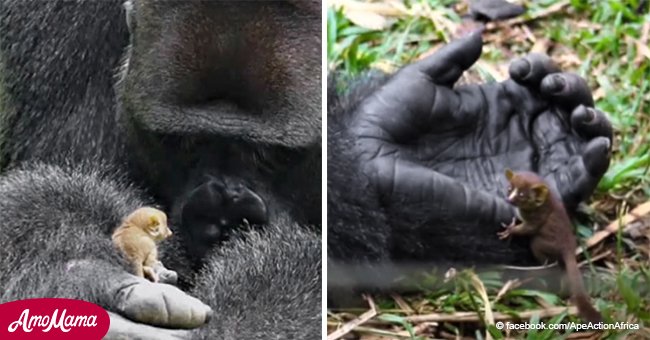 Gorila es atrapado jugando con una pequeña criatura y su adorable amistad se viraliza