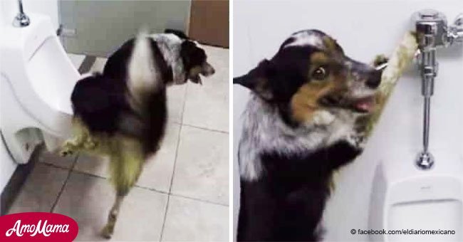 Perro sorprendió con su comportamiento completamente humano y muy limpio en el baño (video)
