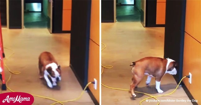 Brillante perrito bulldog no podía caminar sobre los cables e inventa genial solución