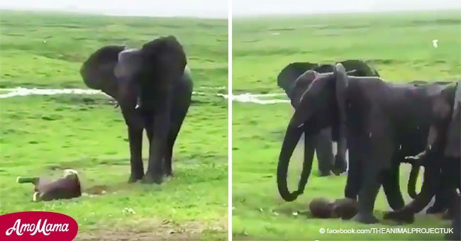 Mamá elefante parió y manada tuvo adorable reacción grupal de bienvenida al bebé