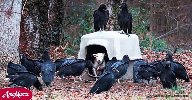 Dueños atan a cachorro al árbol y lo olvidan. Tiempo después, docenas de buitres se reúnen a su alrededor