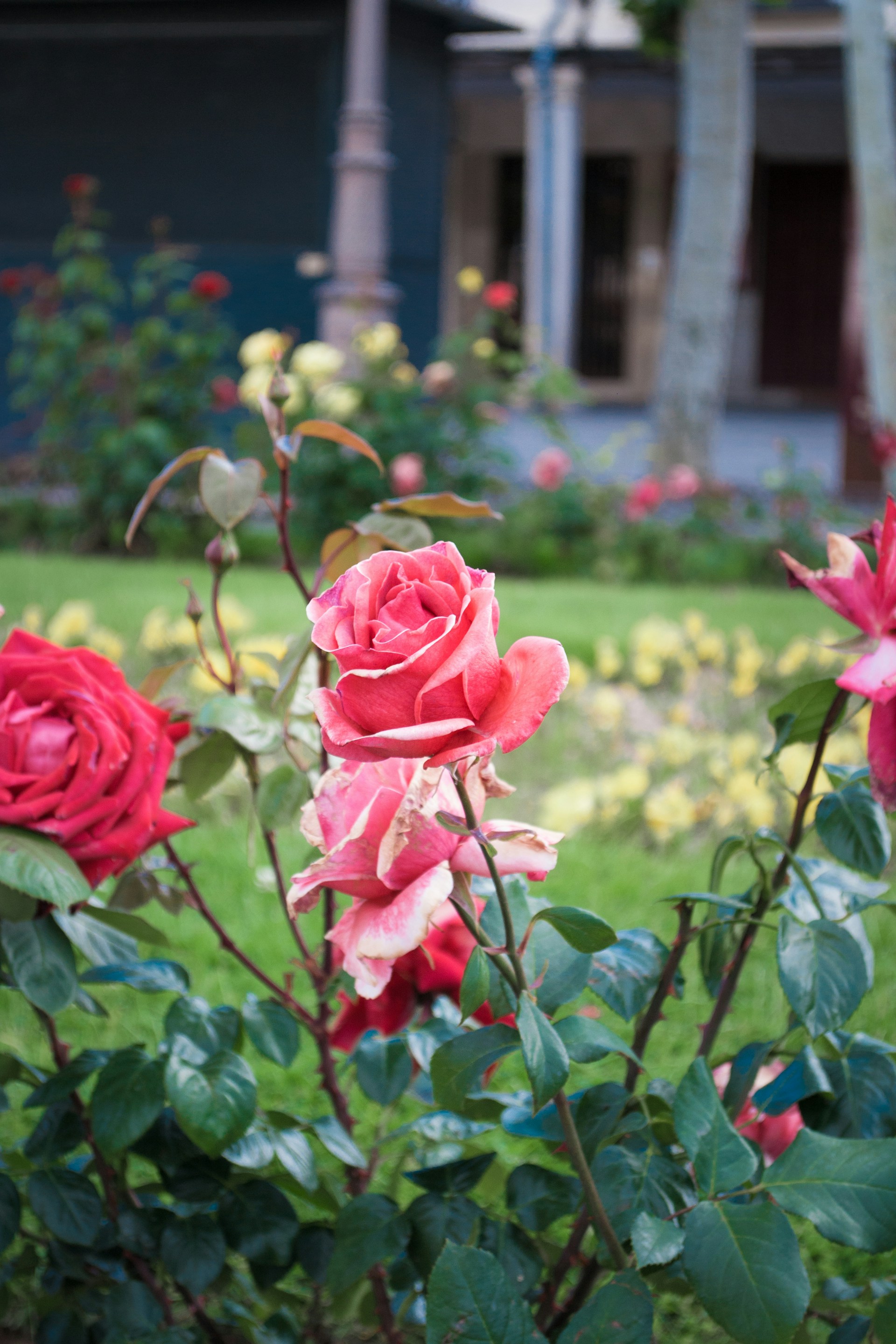 Un hermoso jardín en el exterior de una casa | Fuente: Unsplash