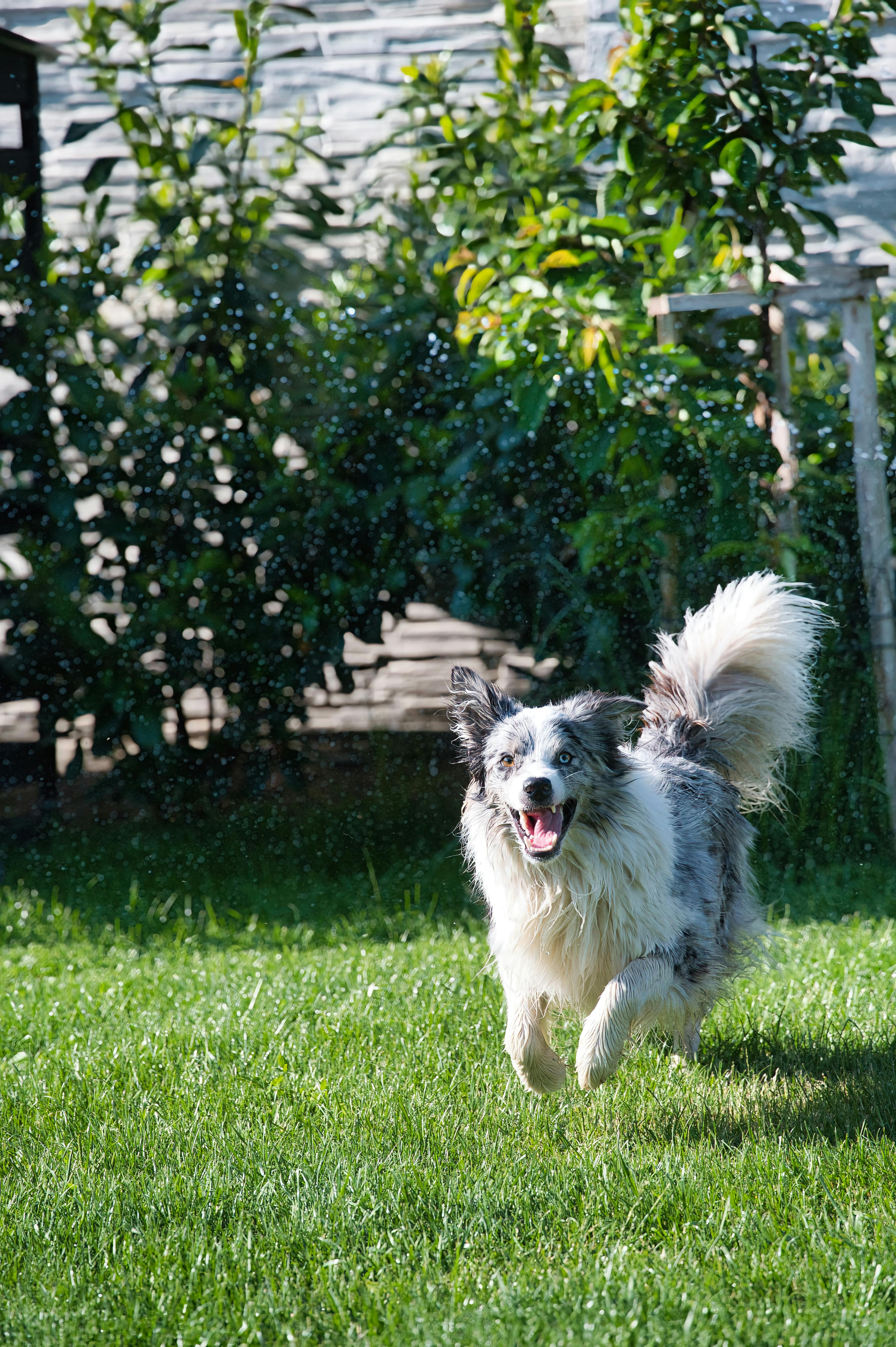 Un perro, corriendo | Fuente: Unsplash