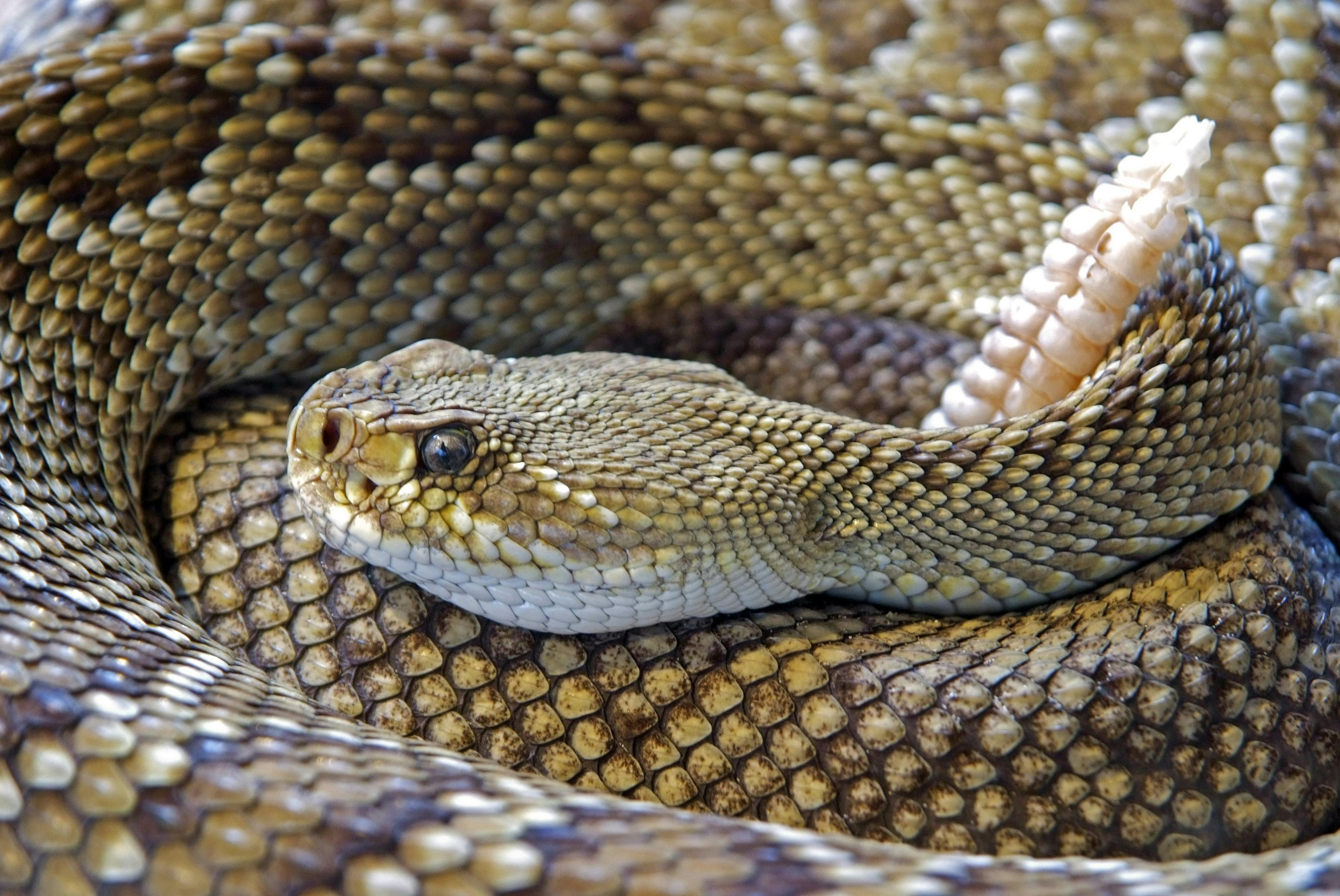 Una serpiente enroscada | Fuente: Pexels