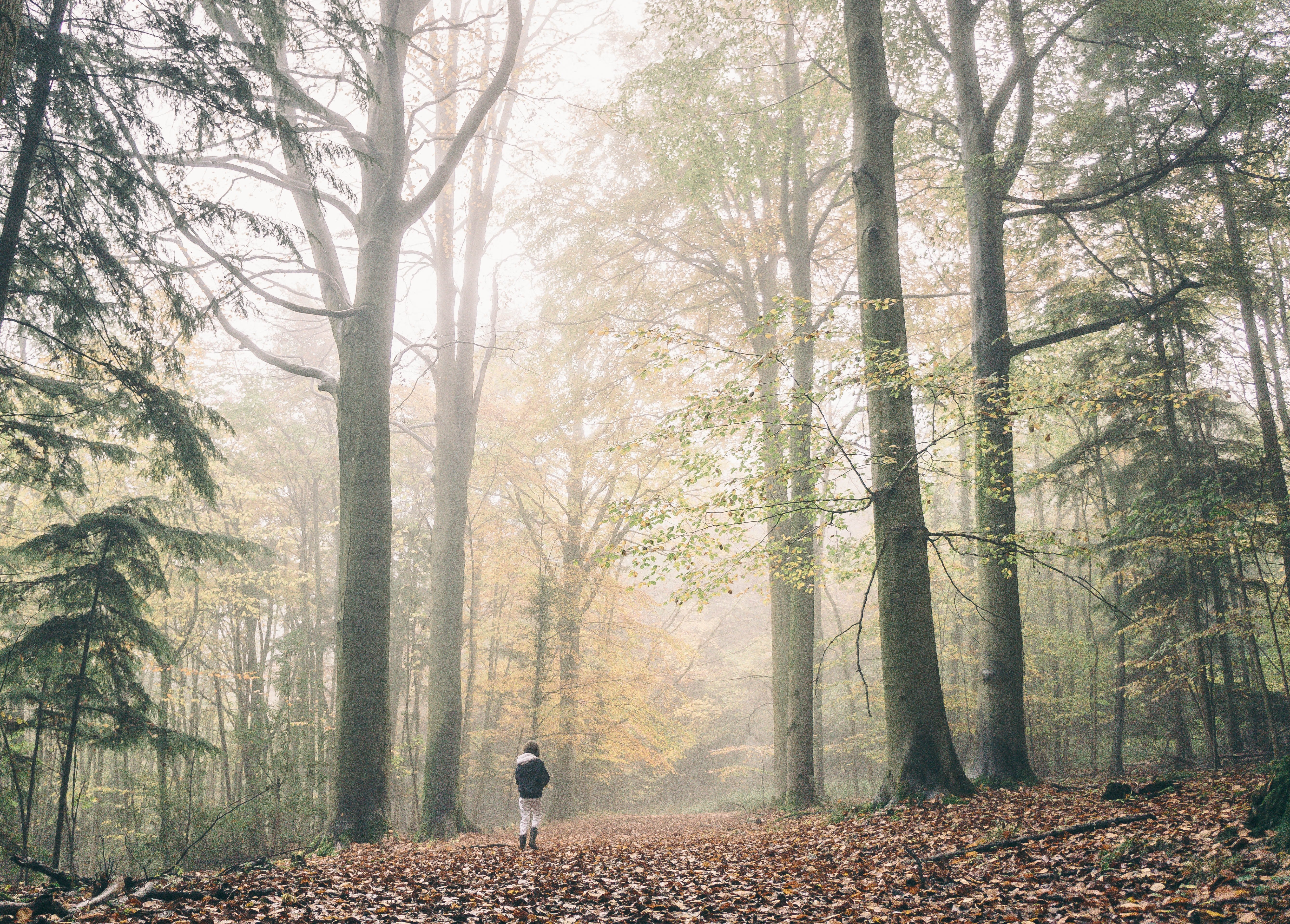 Persona caminando en el bosque. | Foto: Unsplash